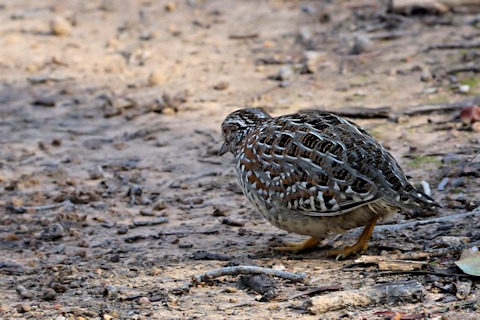 Painted Button-quail (Turnix varius)